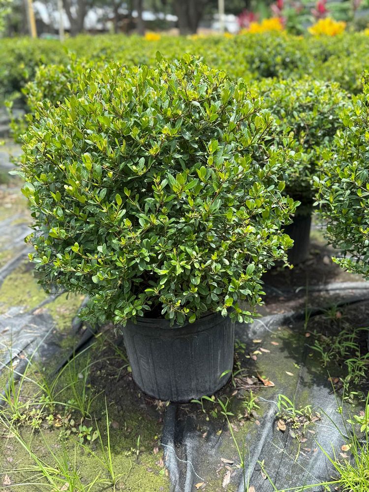 viburnum-obovatum-select-walters-viburnum