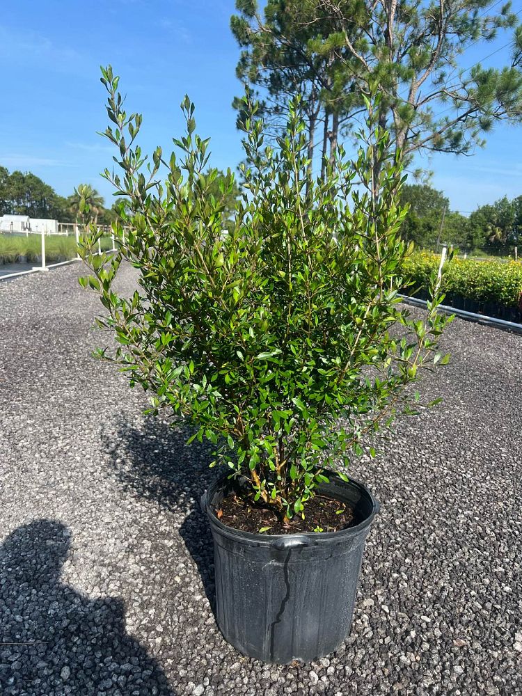 viburnum-obovatum-select-walters-viburnum