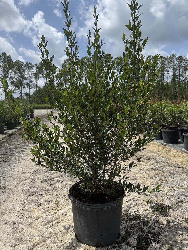 viburnum-obovatum-select-walters-viburnum