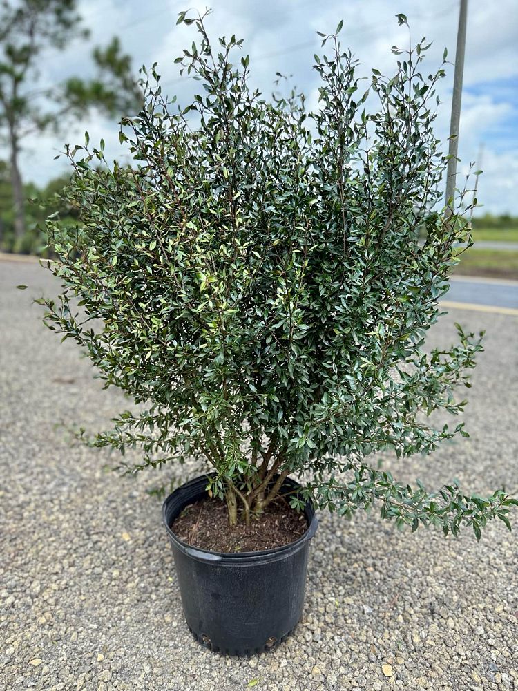 viburnum-obovatum-select-walters-viburnum