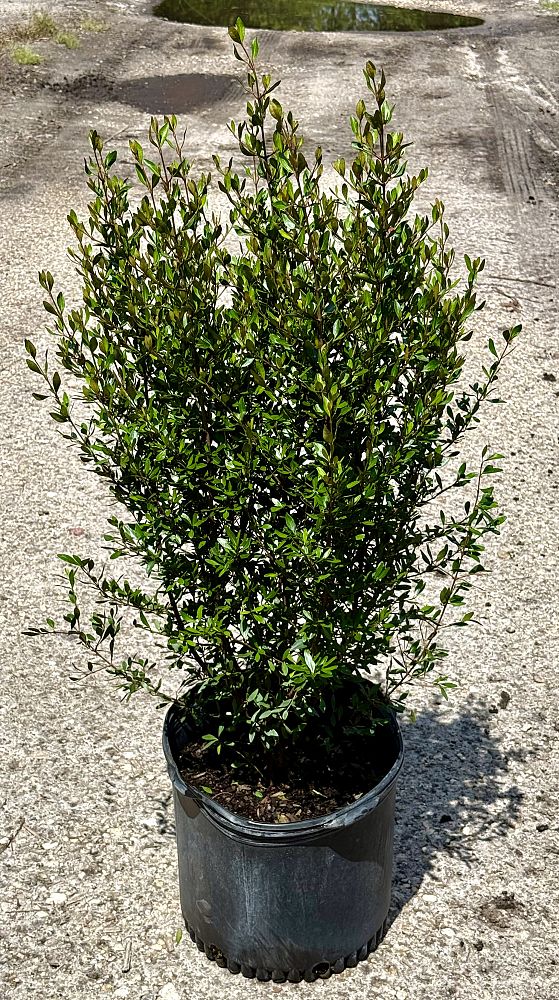 viburnum-obovatum-select-walters-viburnum