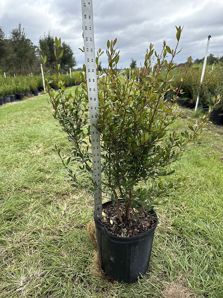 viburnum-obovatum-select-walters-viburnum