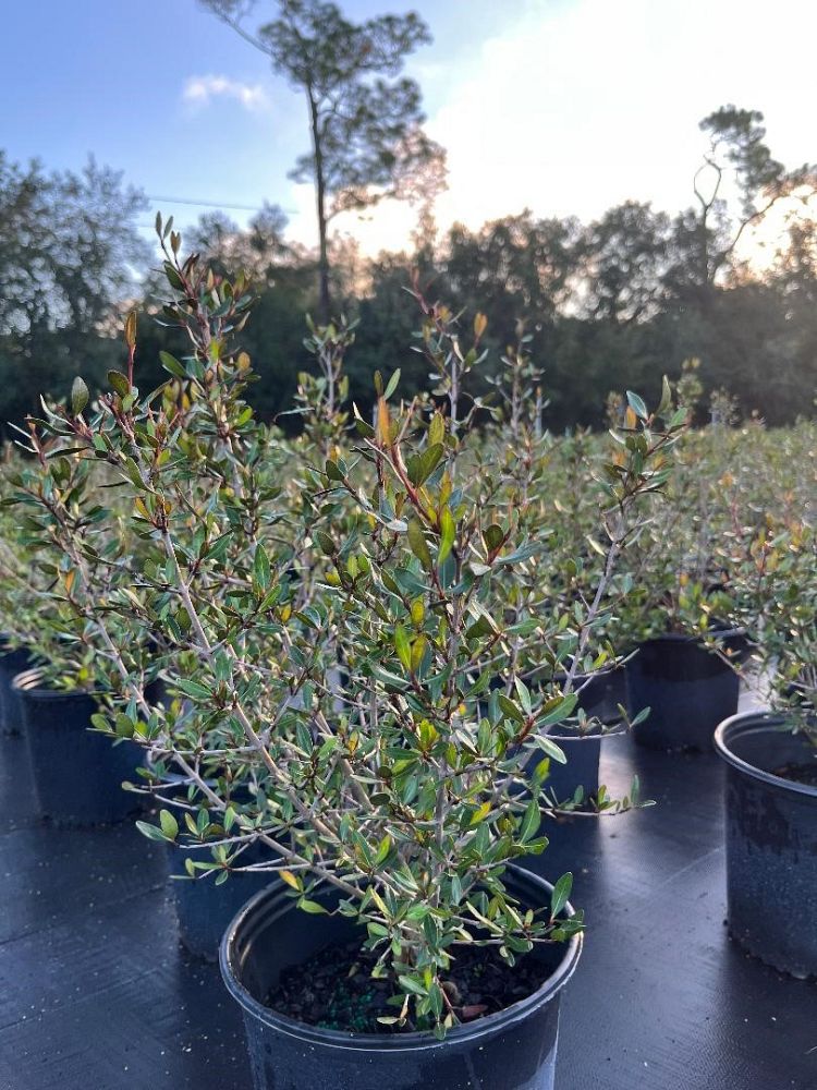 viburnum-obovatum-select-walters-viburnum