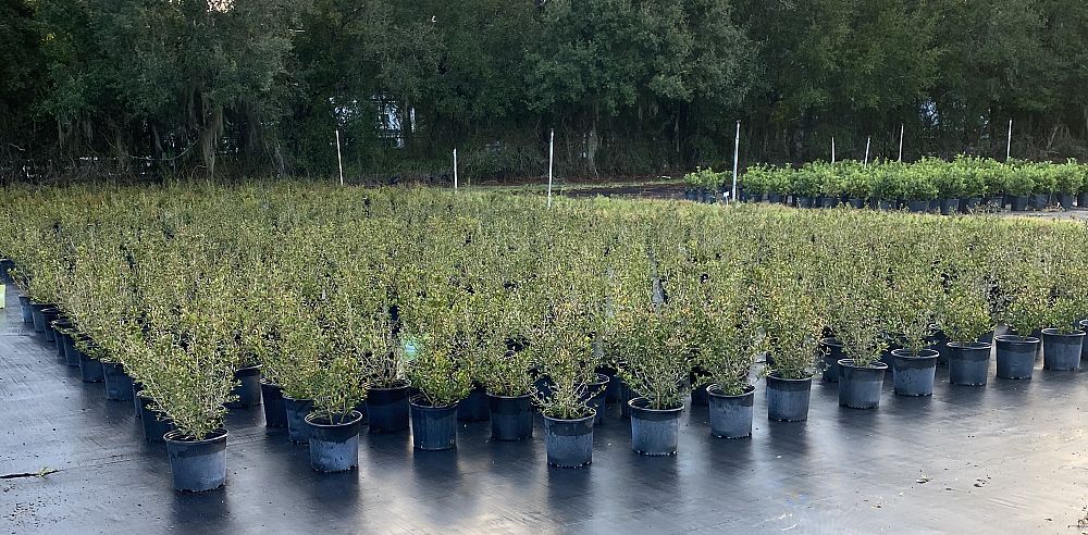 viburnum-obovatum-select-walters-viburnum