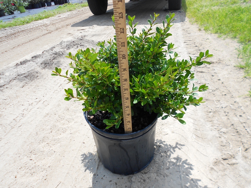 viburnum-obovatum-walters-viburnum