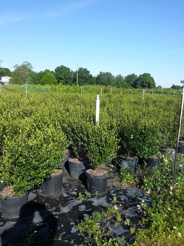 viburnum-obovatum-walters-viburnum