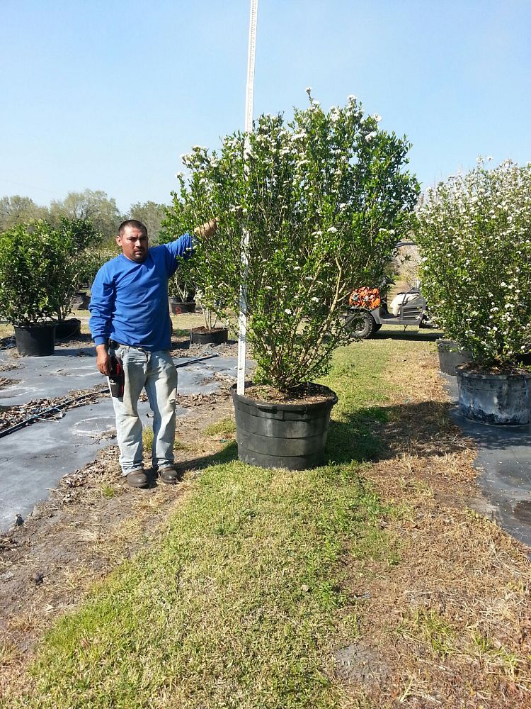 viburnum-obovatum-walters-viburnum