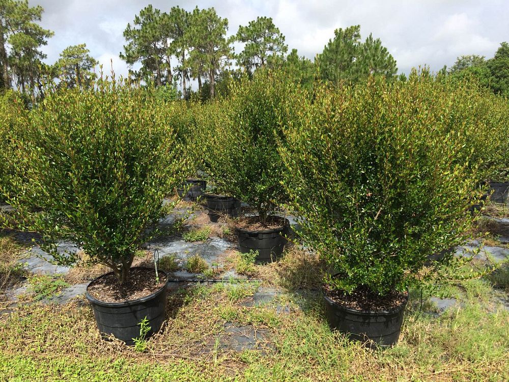 viburnum-obovatum-walters-viburnum