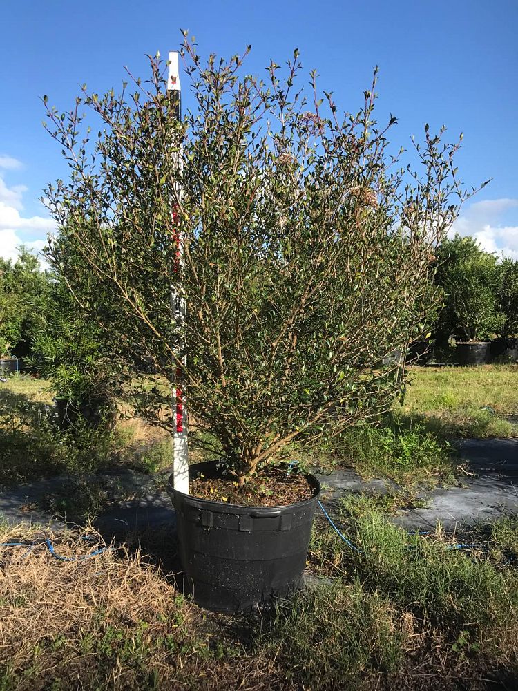 viburnum-obovatum-walters-viburnum