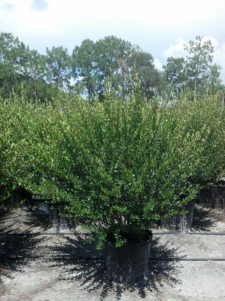 viburnum-obovatum-walters-viburnum