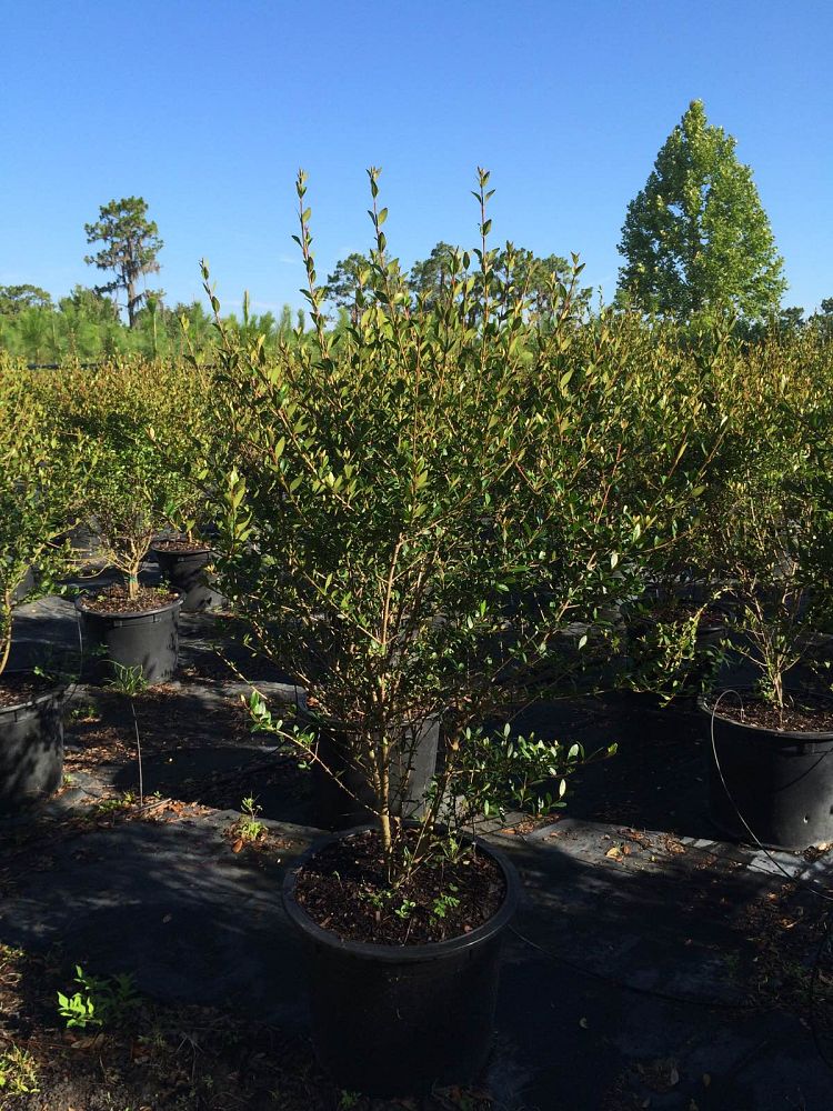 viburnum-obovatum-walters-viburnum