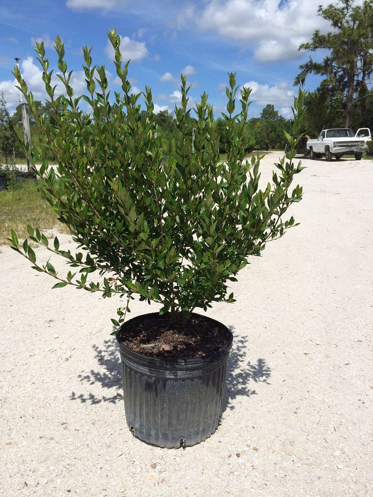 viburnum-obovatum-walters-viburnum