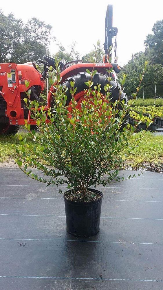 viburnum-obovatum-walters-viburnum