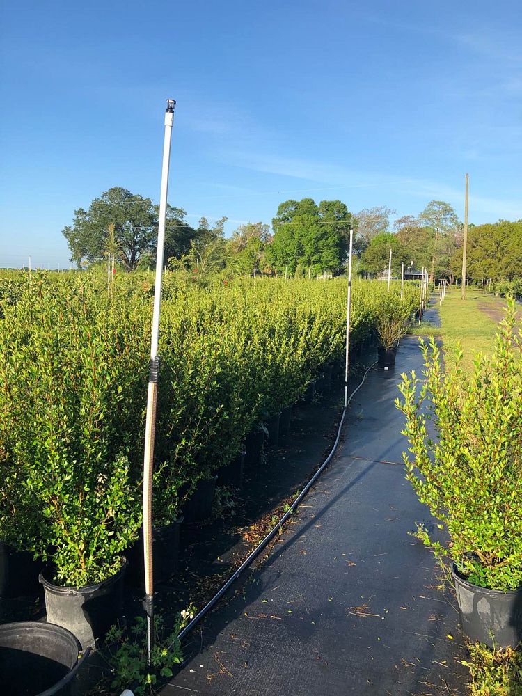 viburnum-obovatum-walters-viburnum