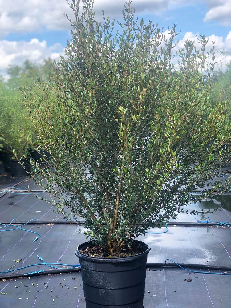 viburnum-obovatum-walters-viburnum