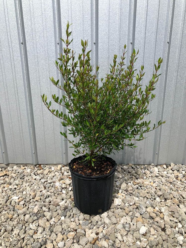 viburnum-obovatum-walters-viburnum