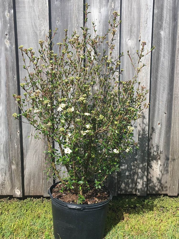 viburnum-obovatum-walters-viburnum