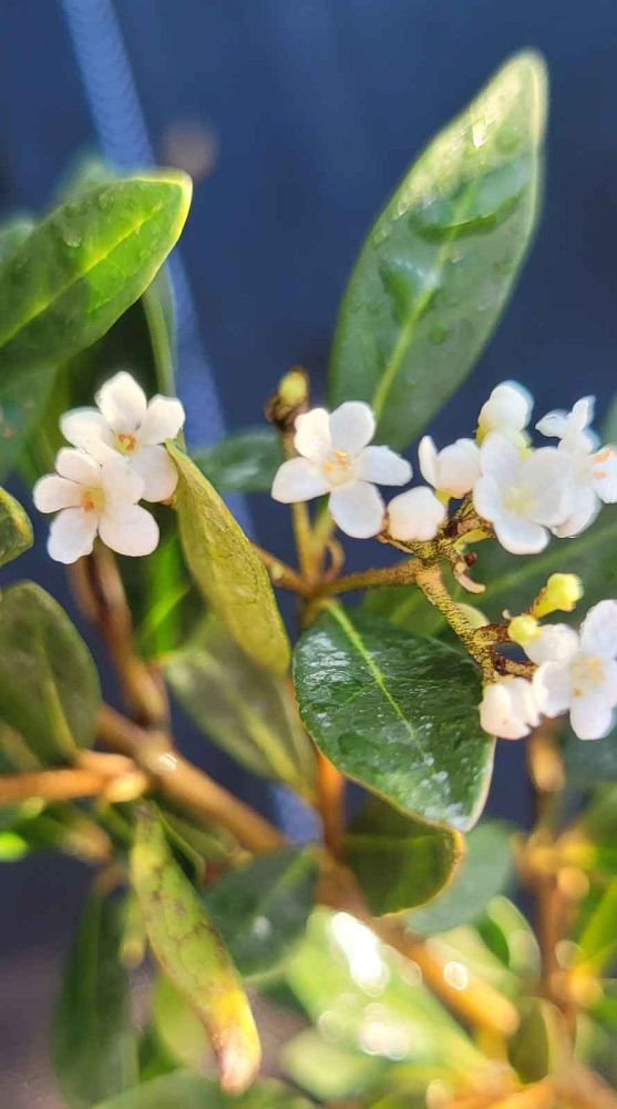 viburnum-obovatum-walters-viburnum