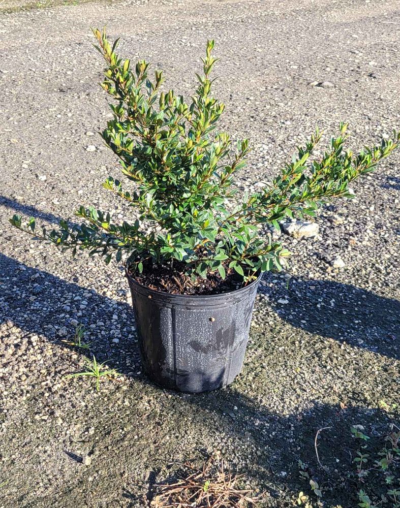 viburnum-obovatum-walters-viburnum
