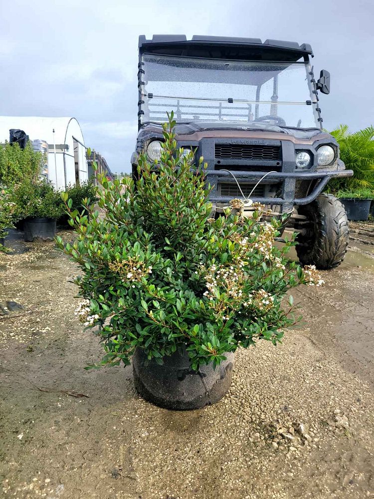viburnum-obovatum-walters-viburnum