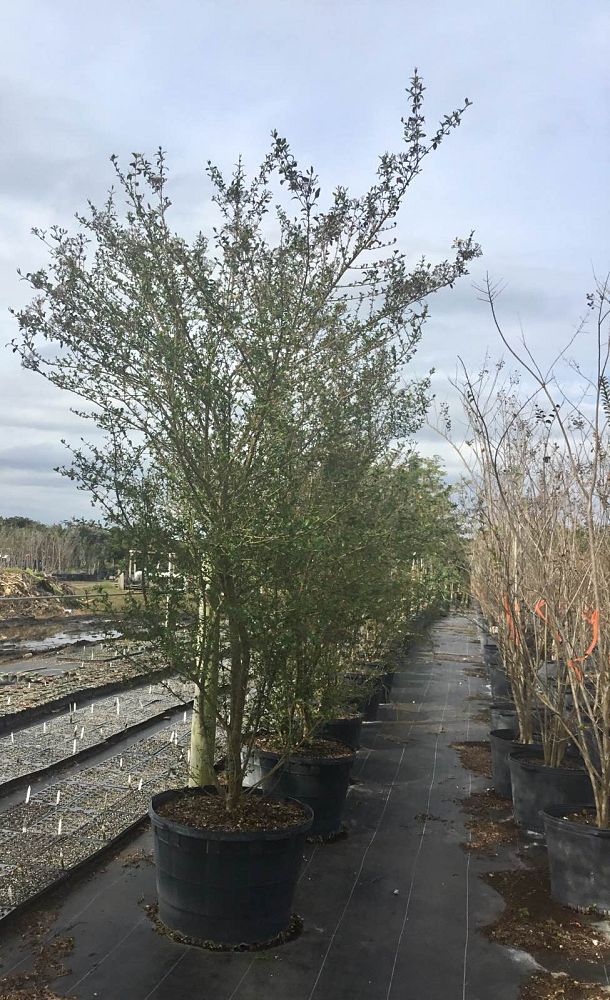 viburnum-obovatum-walters-viburnum