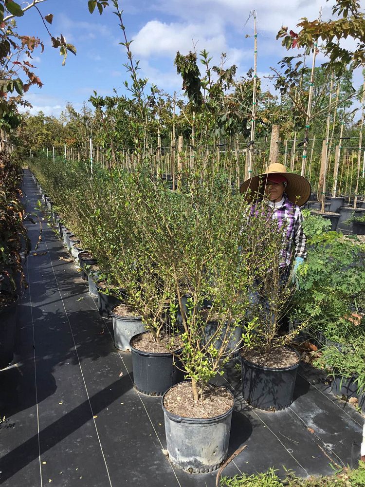viburnum-obovatum-walters-viburnum