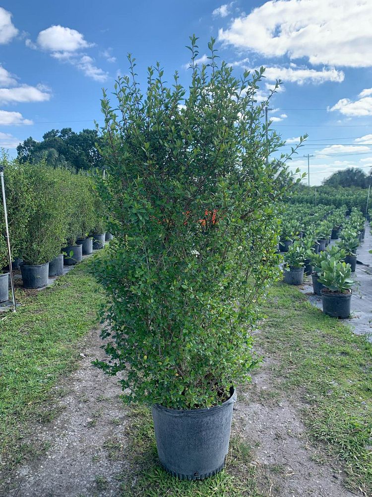 viburnum-obovatum-walters-viburnum