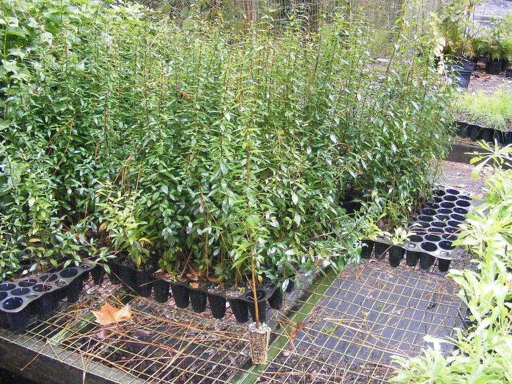 viburnum-obovatum-walters-viburnum