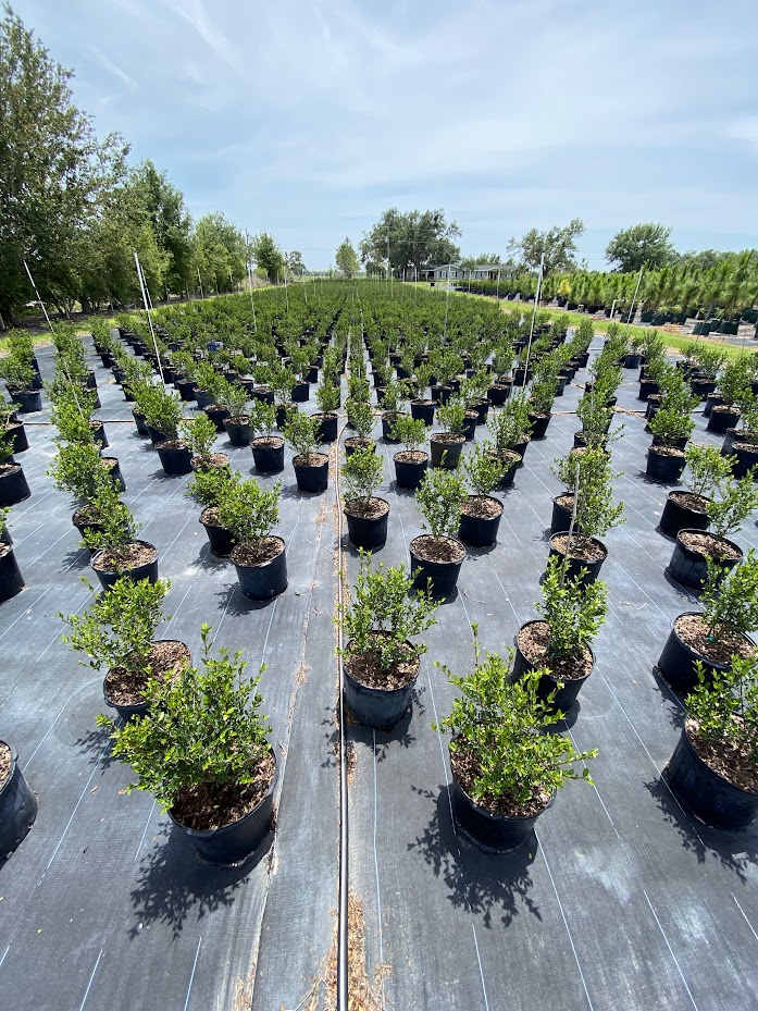 viburnum-obovatum-walters-viburnum