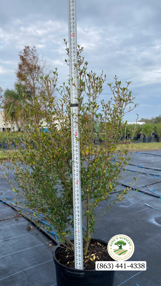 viburnum-obovatum-walters-viburnum