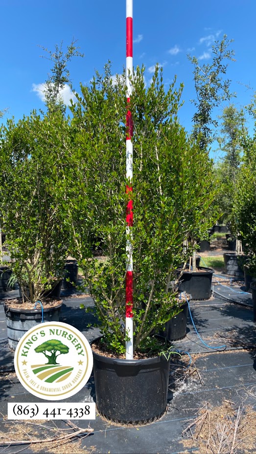 viburnum-obovatum-walters-viburnum