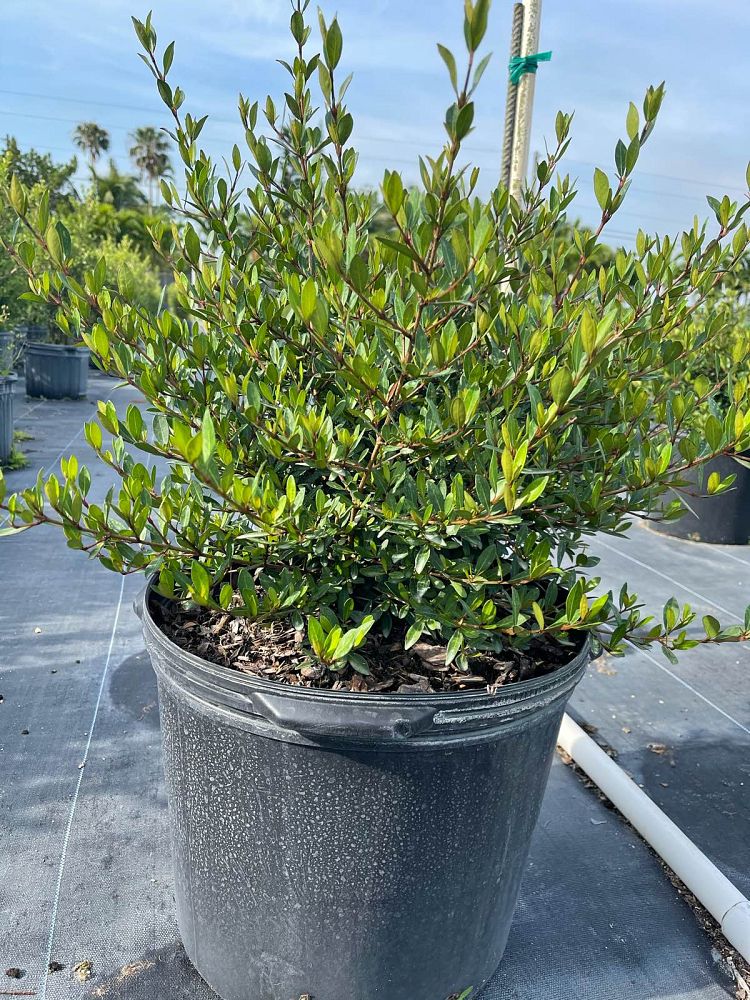 viburnum-obovatum-walters-viburnum