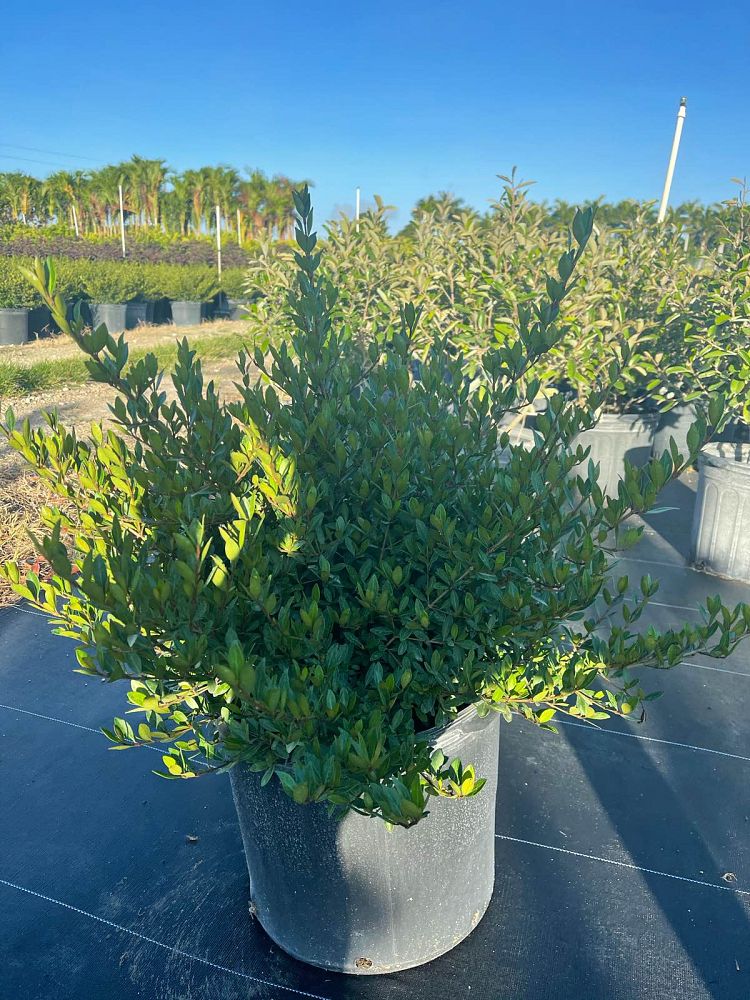 viburnum-obovatum-walters-viburnum