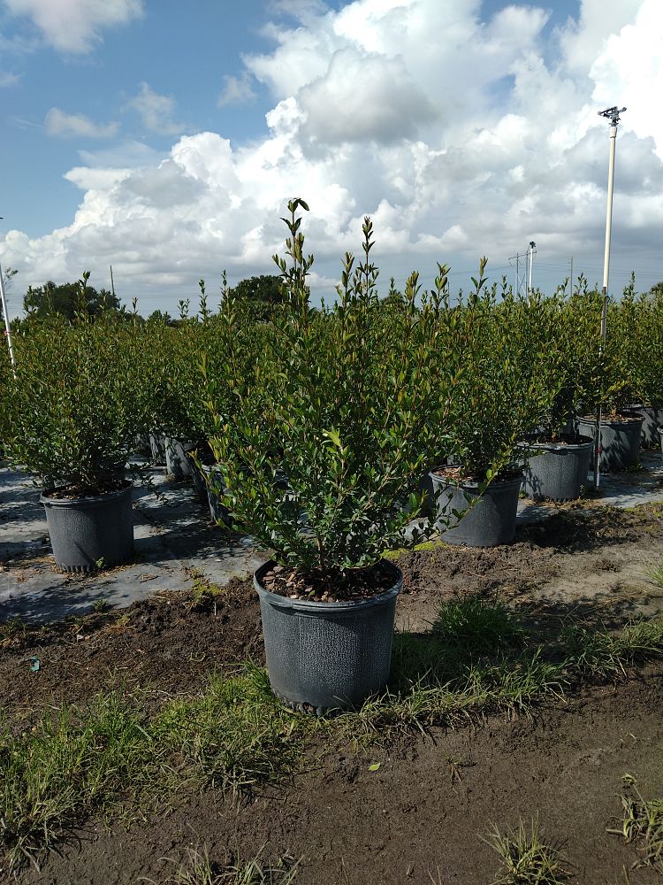 viburnum-obovatum-walters-viburnum