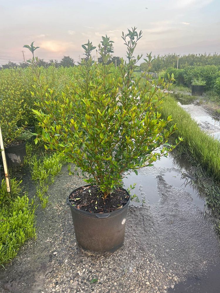 viburnum-obovatum-walters-viburnum