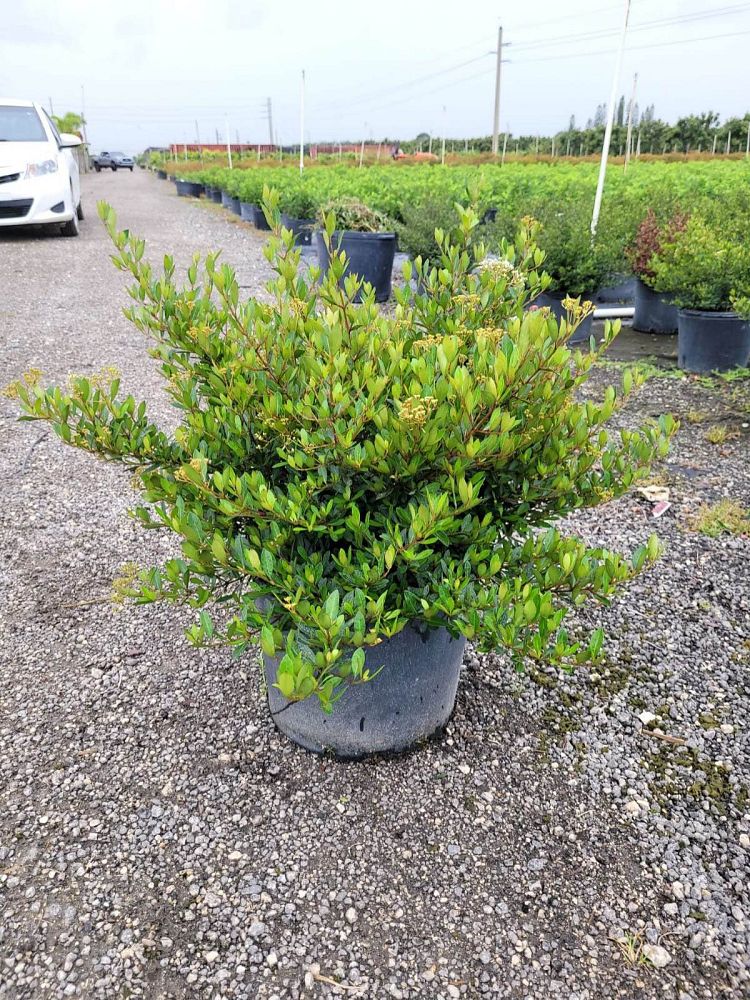 viburnum-obovatum-walters-viburnum