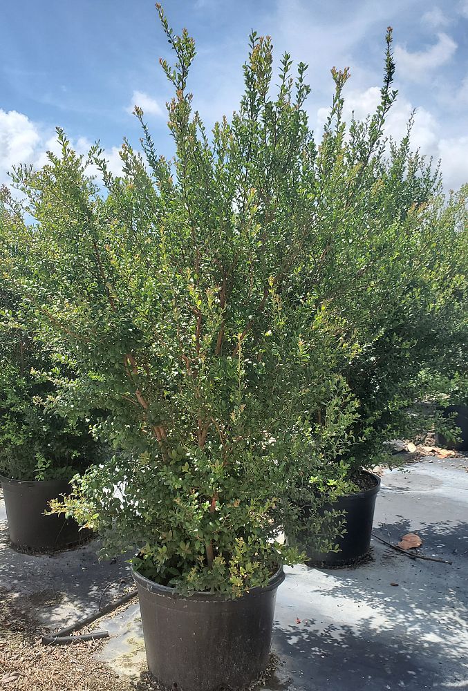 viburnum-obovatum-walters-viburnum