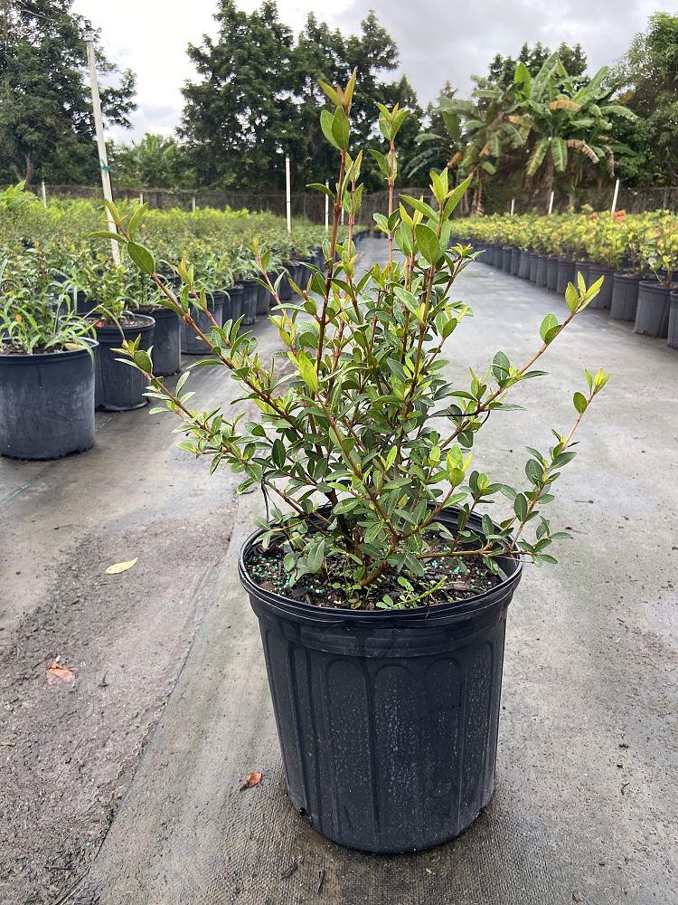 viburnum-obovatum-walters-viburnum