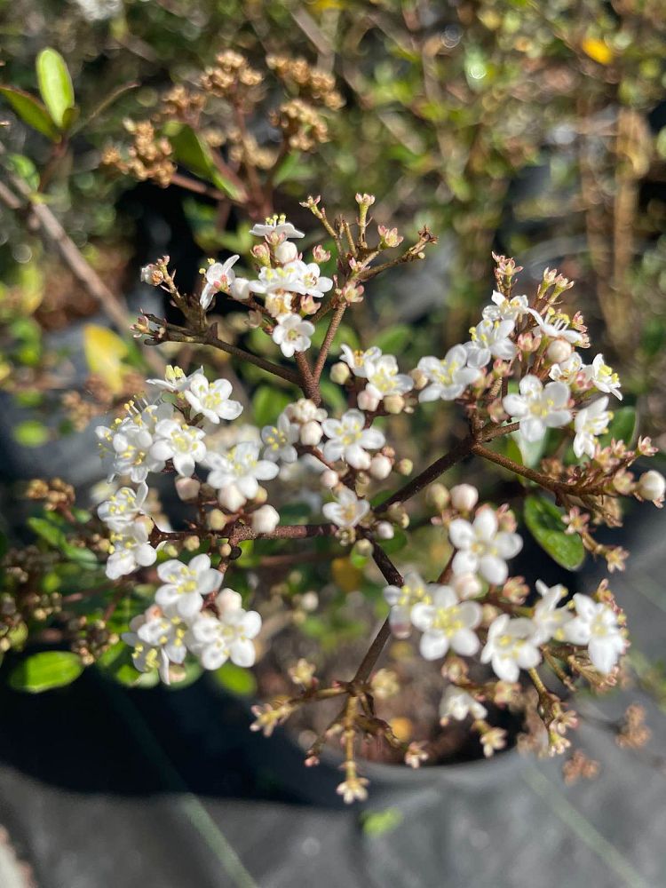 viburnum-obovatum-walters-viburnum