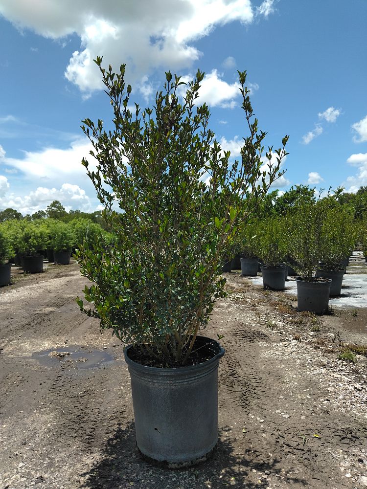viburnum-obovatum-walters-viburnum