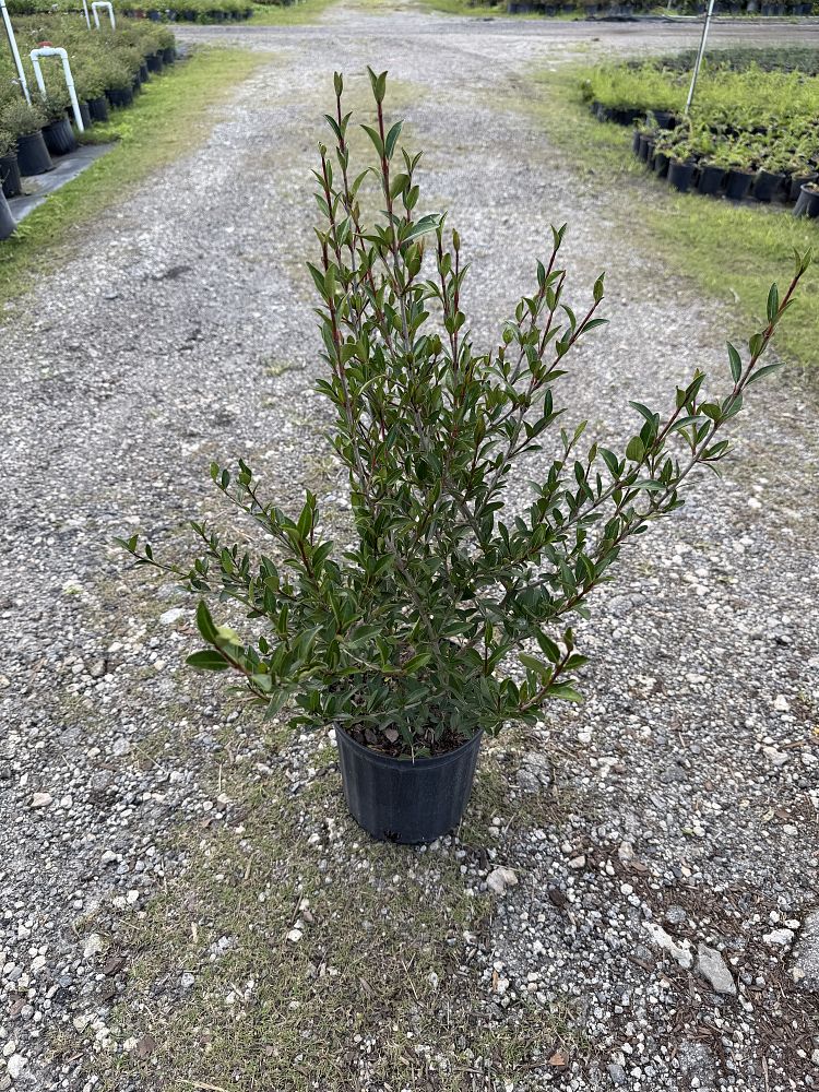 viburnum-obovatum-walters-viburnum