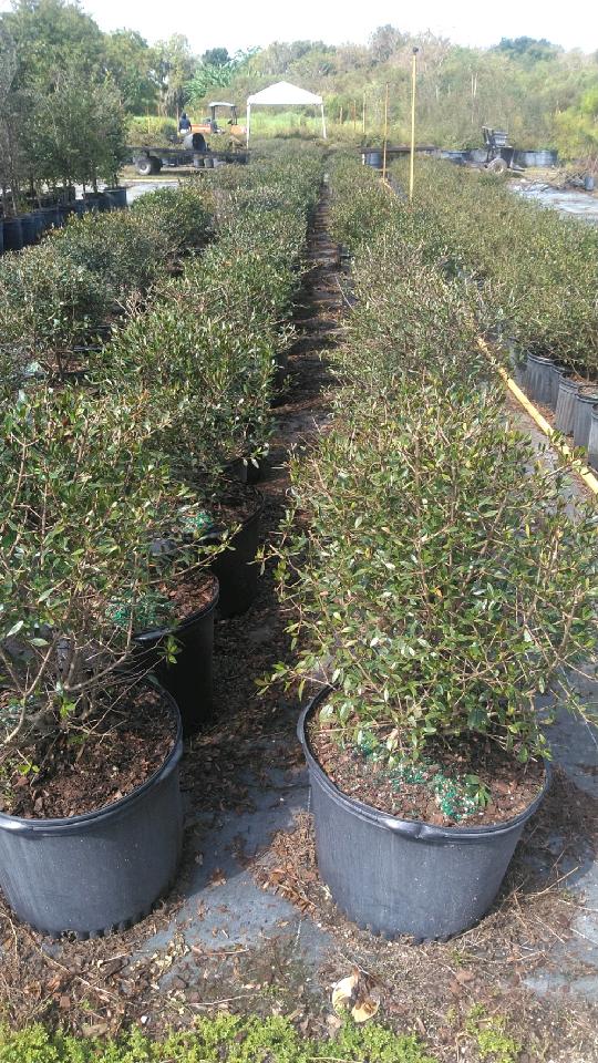 viburnum-obovatum-walters-viburnum