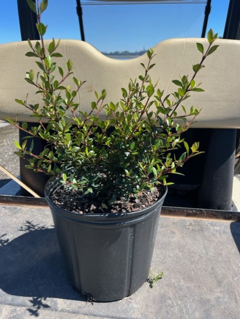 viburnum-obovatum-walters-viburnum