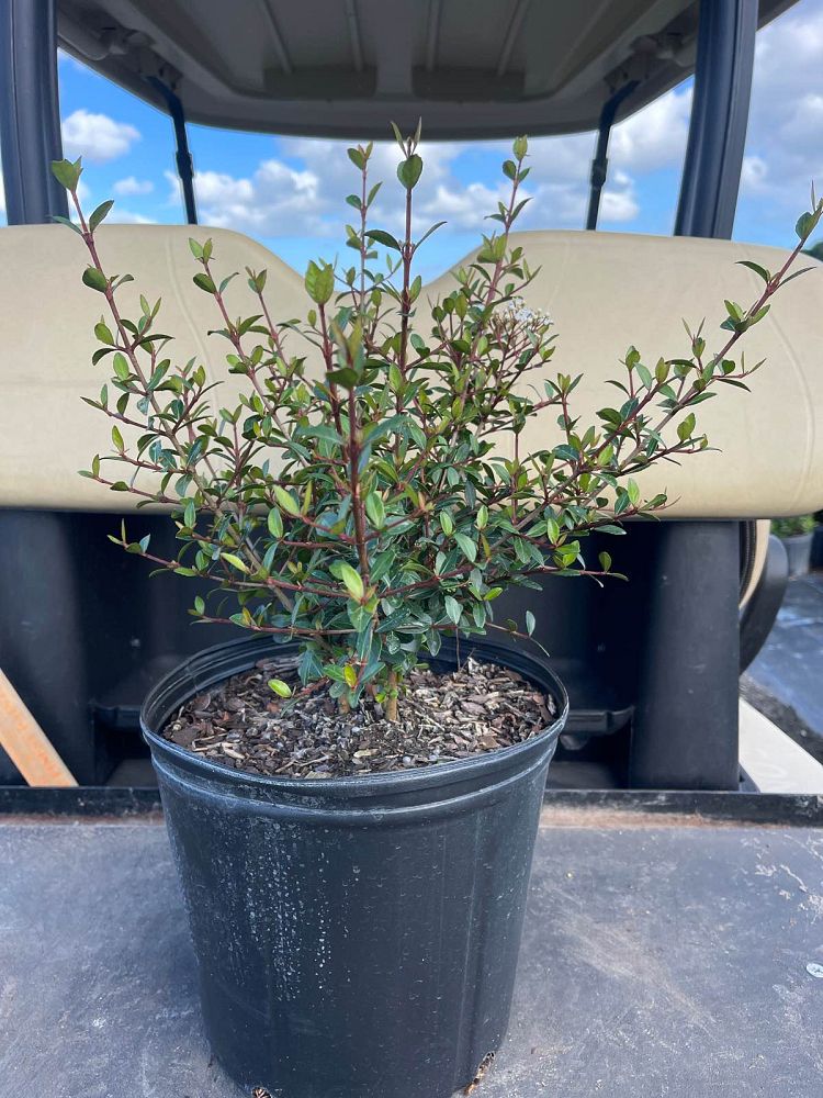 viburnum-obovatum-walters-viburnum