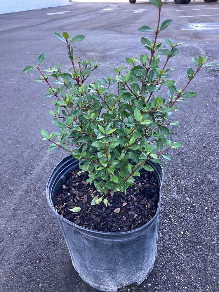 viburnum-obovatum-walters-viburnum