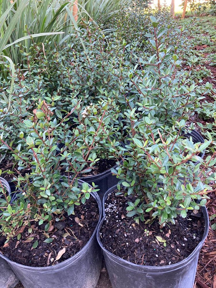 viburnum-obovatum-walters-viburnum