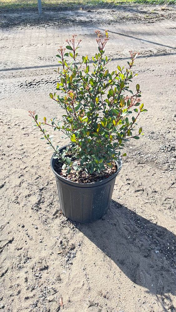 viburnum-obovatum-walters-viburnum