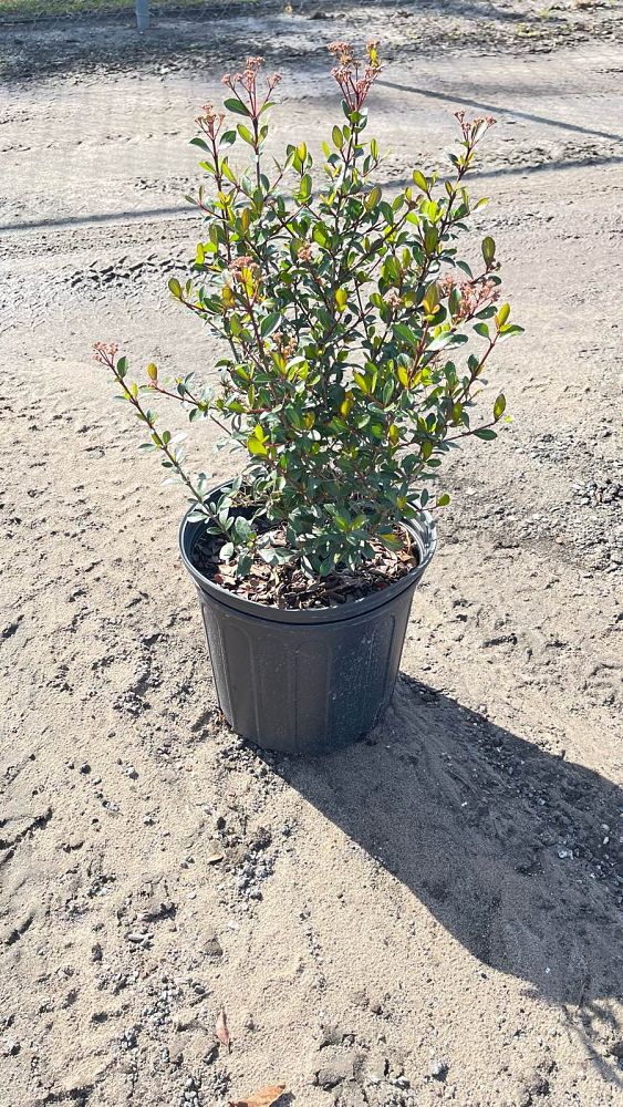 viburnum-obovatum-walters-viburnum