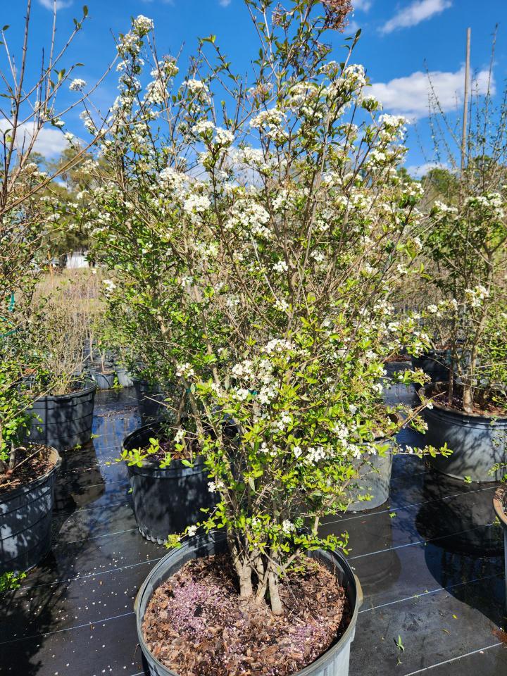 viburnum-obovatum-walters-viburnum