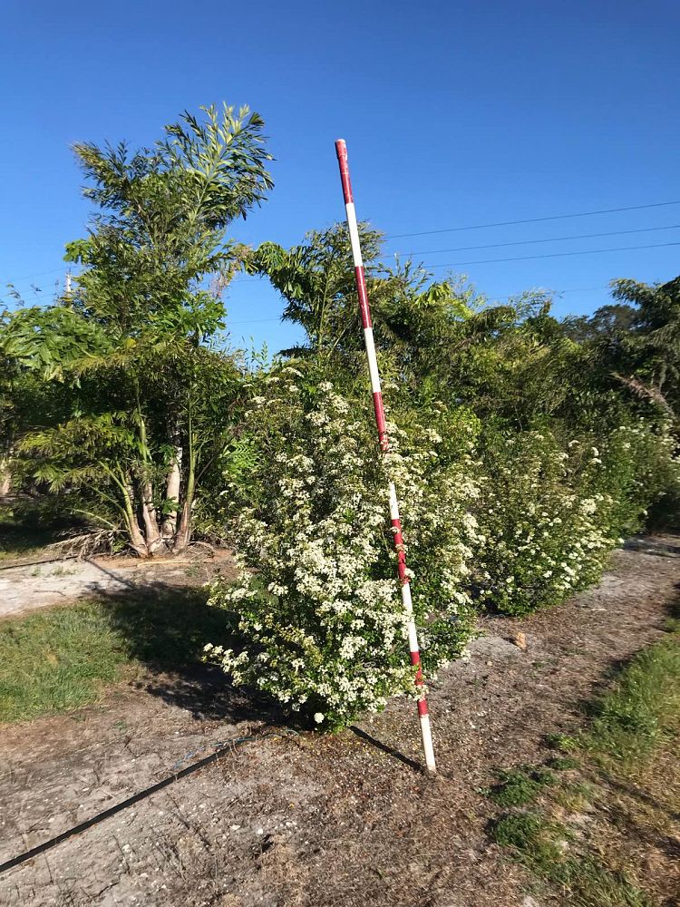 viburnum-obovatum-walters-viburnum